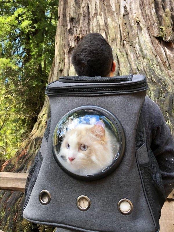 Cat Backpack - MAGICO
